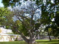 the baobab, from Young street