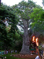 Baobab and torch