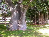 large trunks distinguish baobabs -- banyan in the background