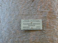 Adansonia Digitata, from Africa