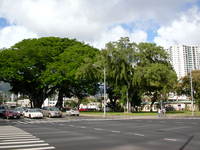 this baobab is harder to spot -- third from left, after an earpod and a kapok