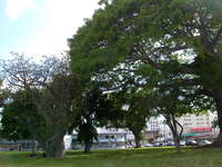 the baobab looks small next to the kapok