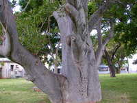the baobab, closer in